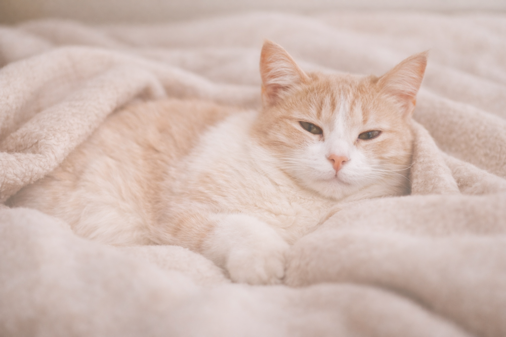 5aae70ec 11e6 4e29 94af 33e6e3162539